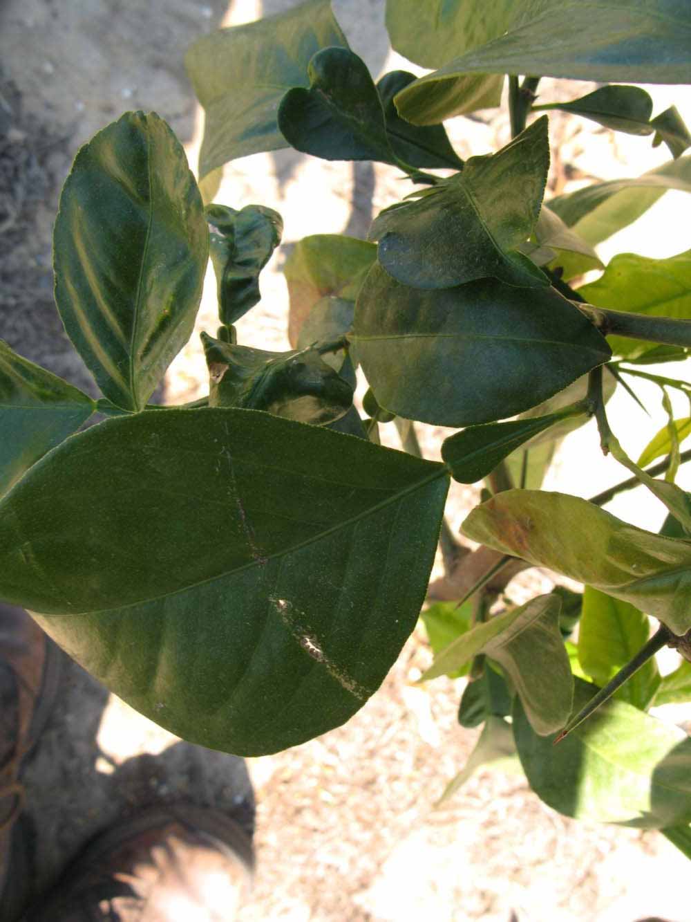            Shade leaves (Winter Haven, FL)   